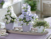 Campanula 'Crown Princess' and Pilea