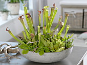 Schale mit Sarracenia (Schlauchpflanze) und Pinguicula (Fettblatt)