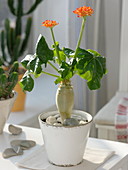 Jatropha podagrica compacta 'Rich Beauty' (bottle plant)