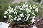 Galanthus (Snowdrop) in clay pot, small wreath of twigs