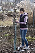 Frau legt Kunststoffmanschette als Stammschutz um Obstbaum
