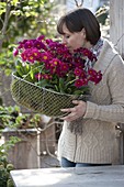 Woman sniffing Primula elatior (tall primroses) in wire basket