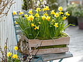 Narcissus (Narzissen) eingebettet in Moos in Holzkiste auf Stuhl gestellt