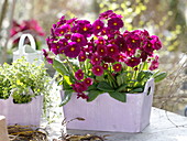 Primula elatior (Hohe Primeln) und Oregano (Origanum) in Holz-Gefäßen