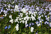 Puschkinia scilloides var. libanotica 'Alba' (Puschkinien) und Chionodoxa (Schneestolz)