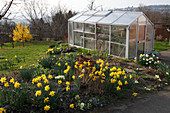 Gewächshaus aus Stegdoppelplatten im Garten mit Narcissus (Narzissen)