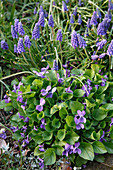 Viola odorata (Veilchen) mit Muscari (Traubenhyazinthen)