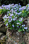 Omphalodes verna (Gedenkemein) auf Trockenmauer