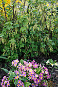 Blühende Johannisbeere (Ribes rubrum) mit Primula acaulis (Primeln)