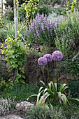 Allium 'Globemaster' (Zierlauch) Blüte von Juni - Juli, vor Mauer mit Salbei (Salvia) und Thymian (Thymus), Vitis vinifera (Wein)