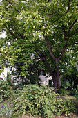 Juglans regia (Walnussbaum) im als Hausbaum Garten