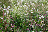 Wiese mit Galium album (Weißes Labkraut), Taraxacum (Löwenzahn) und Trifolium pratense (Rot-Klee)