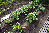 Angehäufelte Kartoffeln (Solanum tuberosum) im Gemüsegarten