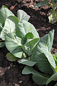 Spitzkohl (Brassica)