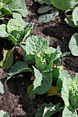 Wirsingkohl (Brassica)