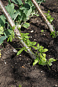 Inkagurke (Cyclanthera pedata) an Stangen als Rankhilfe, Kohlrabi (Brassica)