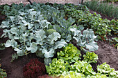 Brokkoli (Brassica) und Salat (Lactuca) im Gemüsebeet