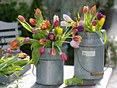 Mixed tulipa (tulips) in zinc pots
