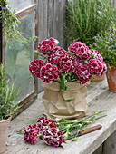 Small bouquet of Dianthus plumarius (feather carnations) in paper bag