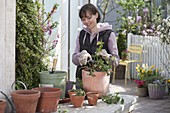 Frau schneidet frisch umgetopfte Pelargonium peltatum (Hängegeranie) zurück