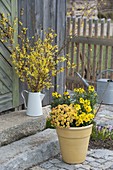 Bouquet of Forsythia twigs in white pot