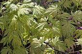 Acer palmatum 'Ariadne' (Japanese fan maple)