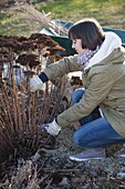 Woman cutting back Sedum telephium (sedum) in March