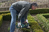 Man trimming Buxus (boxwood) hedge with electric hedge trimmer