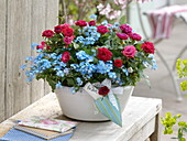 Rosa (potted roses) and Myosotis 'Myomark' (forget-me-not)