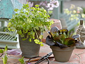 Coriander (Coriandrum) and lettuce (Lactuca) in pots
