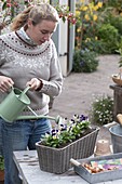 Planting a basket box for spring in autumn (4/5)