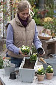 Planting a flower box for spring in autumn (3/5)