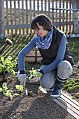 Frau pflanzt Jungpflanzen von Salat (Lactuca) ins Beet