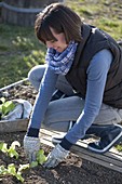 Frau pflanzt Jungpflanzen von Salat (Lactuca) ins Beet