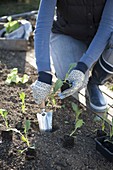 Frau pflanzt Jungpflanzen von Kohlrabi (Brassica) ins Beet