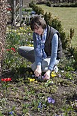 Woman cuts Crocus (Crocuses) for small bouquets