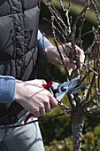 Woman cuts back currant stems (Ribes rubrum)