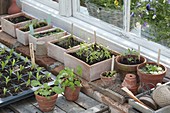 Vegetables seedlings in seeding bowls and pots at the greenhouse window