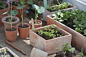Vegetables and summer flower seedlings in seeding bowl