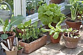 Gemüse und Sommerblumen - Jungpflanzen am Gewächshausfenster