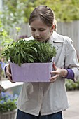 Girl with sage (Salvia) and thyme (Thymus) in purple box