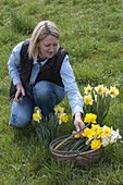 Frau schneidet Narcissus (Narzissen) im Rasen