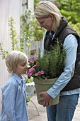 Woman holding tub with rosemary (Rosmarinus) and Primula 'Romance'.