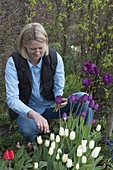 Frau schneidet Tulipa 'Negrita Arctic' (Tulpen) im Frühlingsbeet