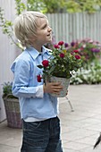 Boy gives his mother a pot of pinks (roses)