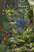 Buntes Frühlingsbeet mit Tulipa (Tulpen), Muscari (Traubenhyazinthen)