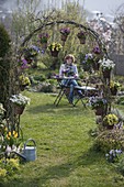 Spring flowering plants in pots hung on a rose arch