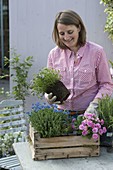 Plant herbs and edible flowers in fruit box