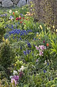 Buntes Frühlingsbeet mit Muscari (Traubenhyazinthen), Hyacinthus