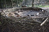Forest nursery: giant nest made of branches with tree stumps as seats